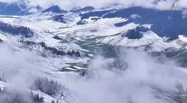 青海祁连：初夏遇飞雪 青绿映雪峰