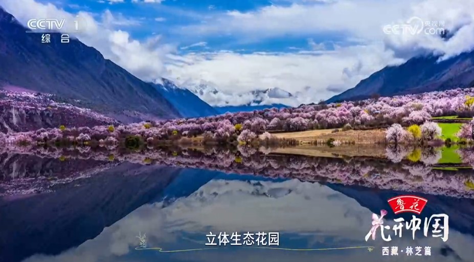 《花开中国》西藏·林芝篇