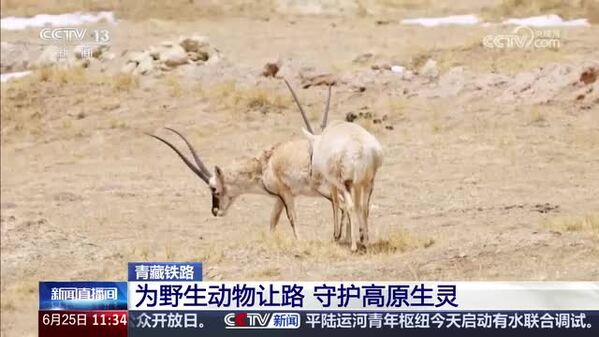 青藏铁路：为野生动物让路 守护高原生灵