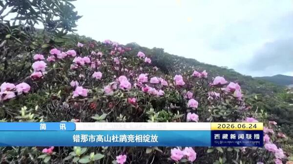 错那市高山杜鹃竞相绽放