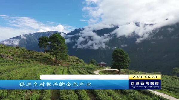 察隅县：茶产业提质增效 绘就富民新画卷