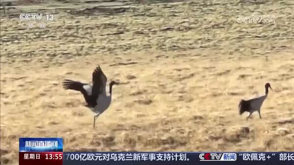 青海祁连：舞姿拉满 爱意落空 黑颈鹤求偶遭拒
