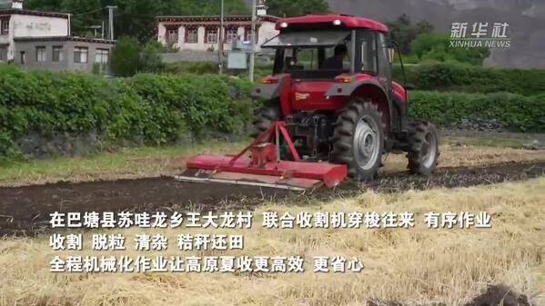 四川巴塘：高原夏收忙