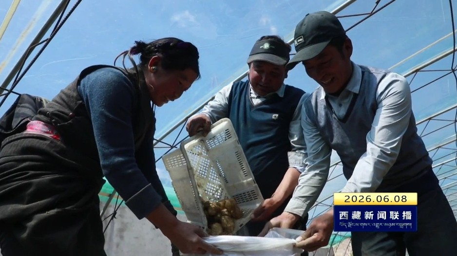 桑珠孜区喀达村：错峰种植土豆喜获丰收