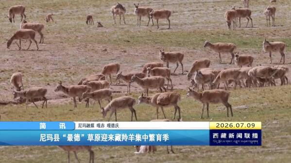 尼玛县“最德”草原迎来藏羚羊集中繁育季