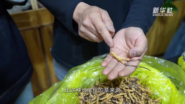 一根虫草的旅行