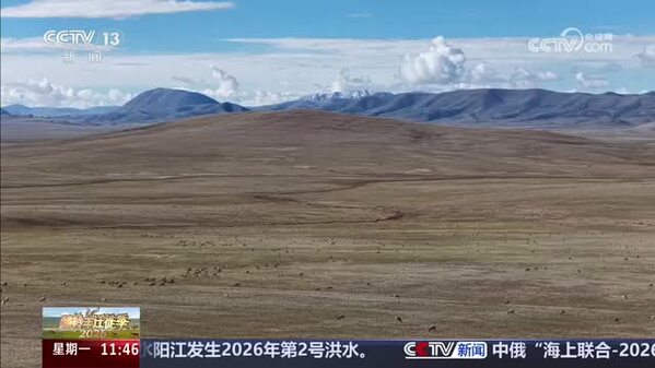 【2026藏羚羊迁徙季】“天空地”实时监测 “云巡护”迁徙之路