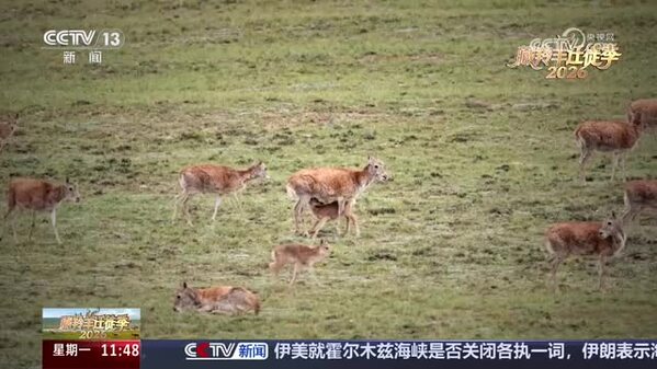 【2026藏羚羊迁徙季】深入核心产仔地 为藏羚羊建立基因档案