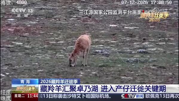 【2026藏羚羊迁徙季】藏羚羊汇聚卓乃湖 进入产仔迁徙关键期
