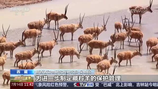【2026藏羚羊迁徙季】科考发现产仔地新变化