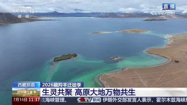 【2026藏羚羊迁徙季】藏羚羊科考进行时 藏北高原展现生态之美