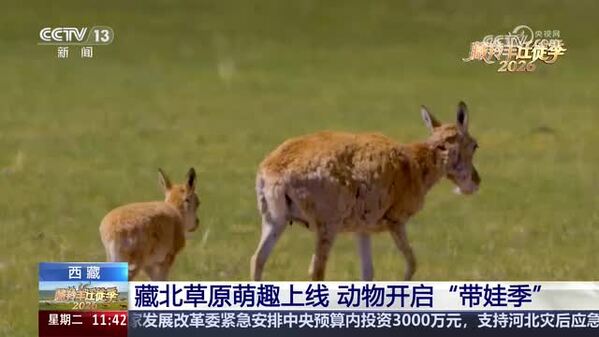 藏北草原萌趣上线 动物开启“带娃季”