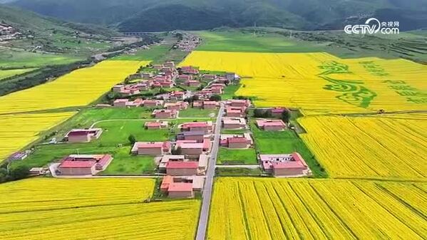 盛夏阿坝 万亩高原油菜花开