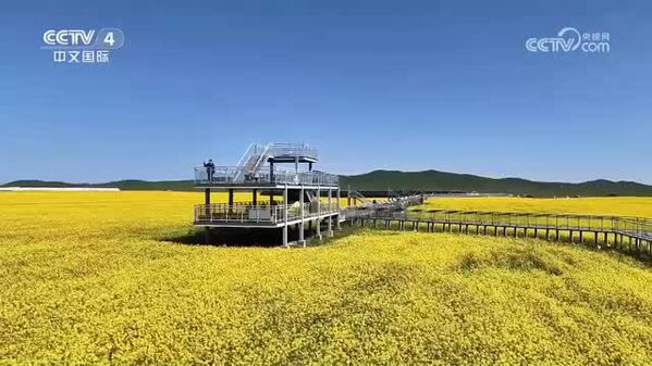 四川若尔盖万亩油菜花绽放 金色花海带火高原乡村游