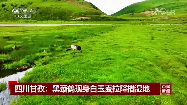 四川甘孜：黑颈鹤现身白玉麦拉降措湿地
