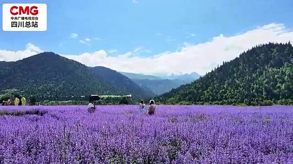 四川松潘：盛夏紫韵生机盎然 沉浸式邂逅高原浪漫