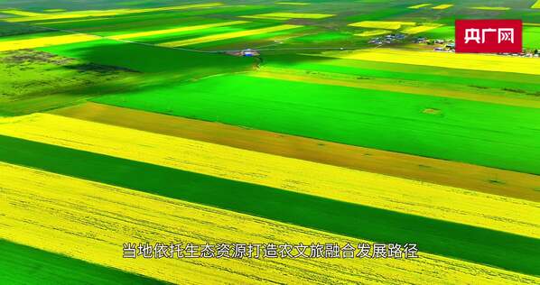 云端河卡：万亩油菜花铺就高原振兴路
