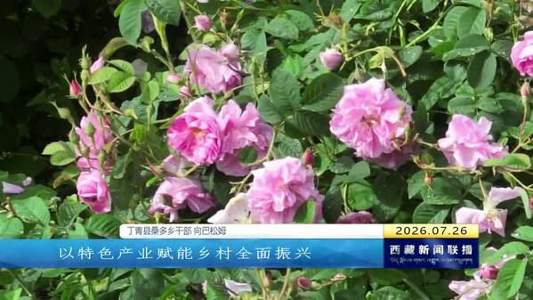 丁青县：一朵高原玫瑰 绽放振兴繁花