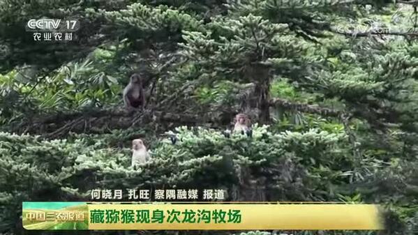 【守护美丽中国】西藏察隅：藏猕猴现身次龙沟牧场