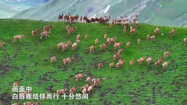青海玉树：成群白唇鹿漫步山野