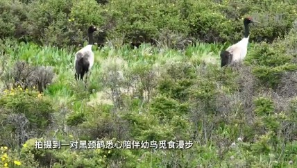 久治：黑颈鹤一家的“亲子时光”