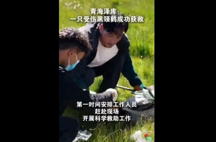 青海泽库：一只受伤黑颈鹤成功获救