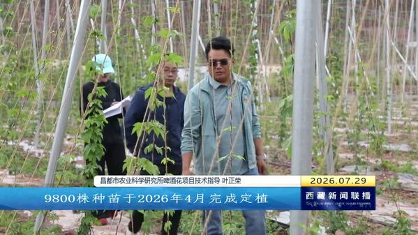 高原培育啤酒花 昌都特色产业拓新局