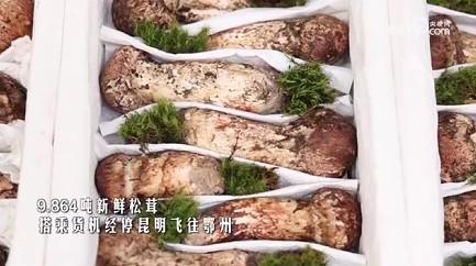 云南迪庆：松茸全货机投运！每日一班飞出高原