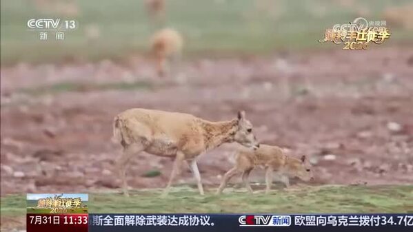 2026藏羚羊迁徙季