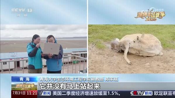 【探秘三江源·藏羚羊迁徙季】直击高原“产房” 见证藏羚羊宝宝新生时刻
