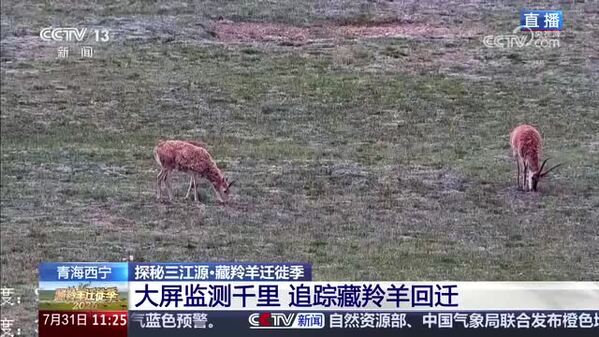 【探秘三江源·藏羚羊迁徙季】天空地一体化监测 追踪藏羚羊“新生团”