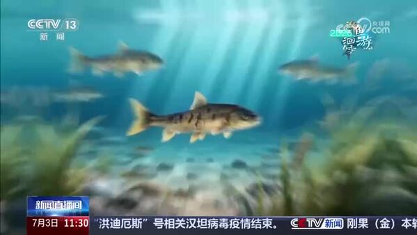 【2026湟鱼洄游季】游客论鱼，从“逆流而上”到“太拼了”