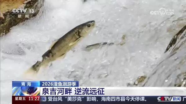 【2026湟鱼洄游季】泉吉河畔 逆流远征