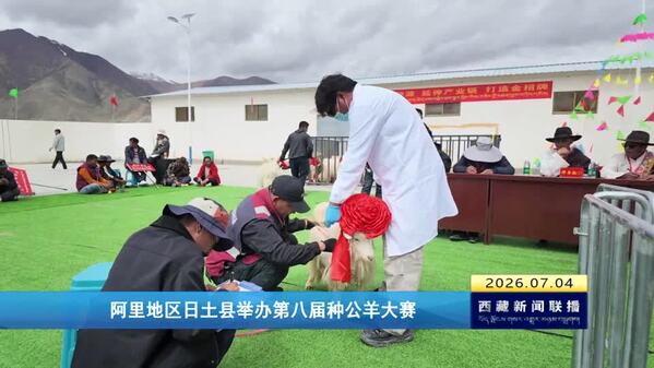 阿里地区日土县举办第八届种公羊大赛