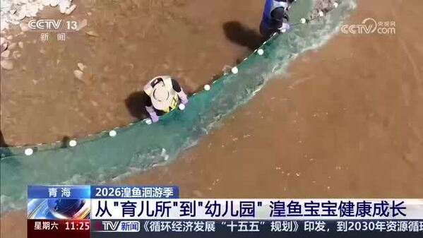 【2026湟鱼洄游季】从“育儿所”到“幼儿园” 湟鱼宝宝健康成长