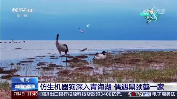 【2026湟鱼洄游季】仿生机器狗深入青海湖 偶遇黑颈鹤一家