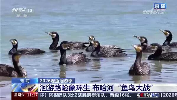 【2026湟鱼洄游季】洄游路险象环生 布哈河“鱼鸟大战”