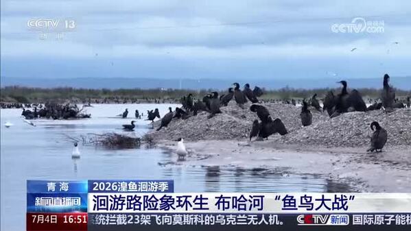【2026湟鱼洄游季】洄游路险象环生 布哈河“鱼鸟大战”