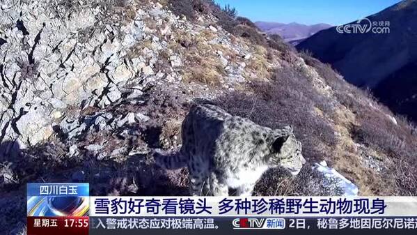 四川白玉：雪豹好奇看镜头 多种珍稀野生动物现身