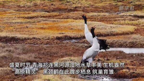 祁连湿地迎来候鸟繁育季