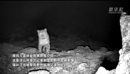 四川凉山州木里县首次捕捉到雪豹珍贵影像