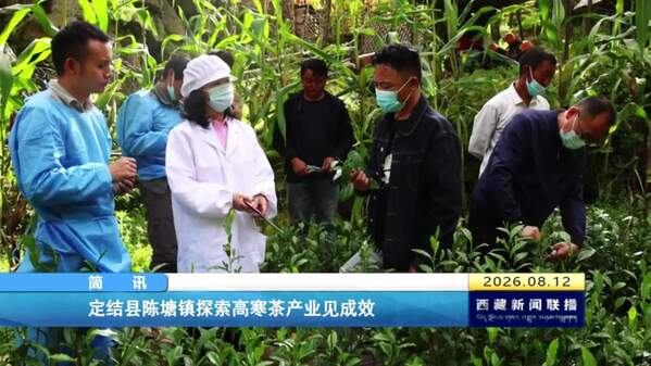 定结县陈塘镇探索高寒茶产业见成效