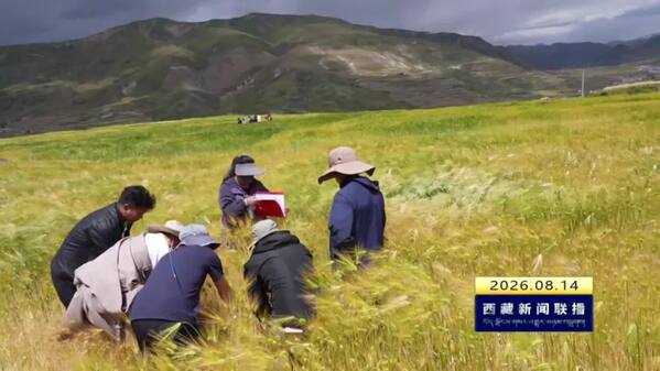 丁青县2026年度重点种植业科技项目通过市级验收