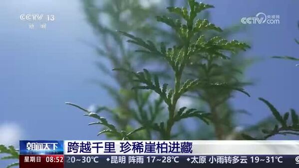 跨越千里 珍稀崖柏进藏