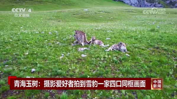 青海玉树：摄影爱好者拍到雪豹一家四口同框画面