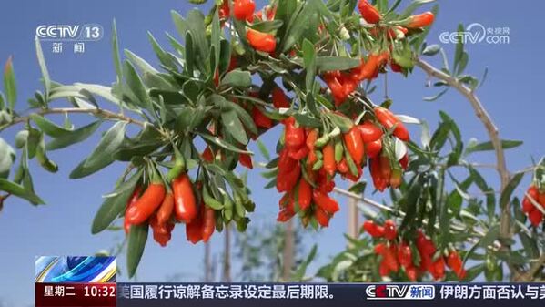 青海海西：柴达木盆地45万余亩枸杞进入采摘季