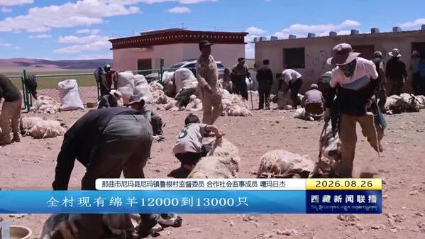 尼玛县：牲畜换“轻装” 剪绒忙增收