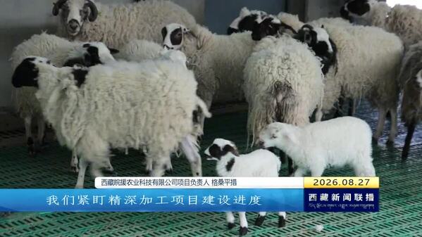 苏格绵羊铺就高原富民振兴路