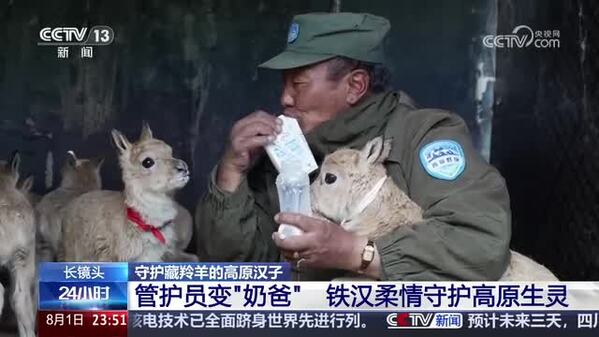 【守护藏羚羊的高原汉子】管护员变“奶爸” 铁汉柔情守护高原生灵