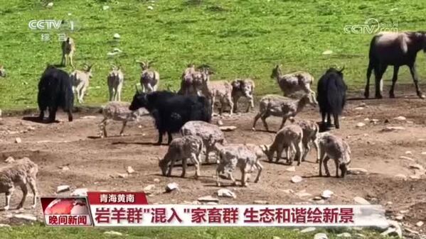 青海黄南：岩羊群“混入”家畜群 生态和谐绘新景